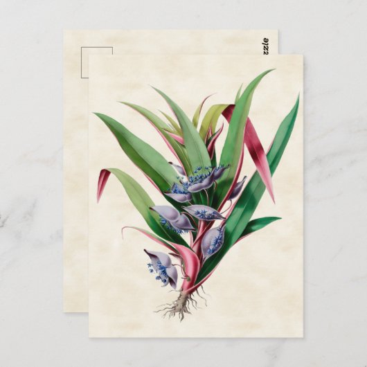 Vintag Botanisch Postkarte (Vorne/Hinten)