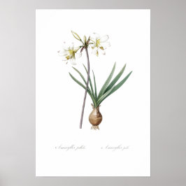 VINTAG BOTANISCHE BELLADONNA LILY POSTER