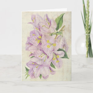 Vintag Botanische Showy Bougainvillea Karte