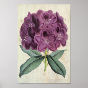 Vintag Botanischer Amilear Rhododendron Poster