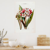 Vintag Botanischer Frangipani Flore D Amerique Poster (Küche)