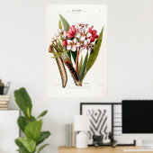 Vintag Botanischer Frangipani Flore D Amerique Poster (Heimbüro)