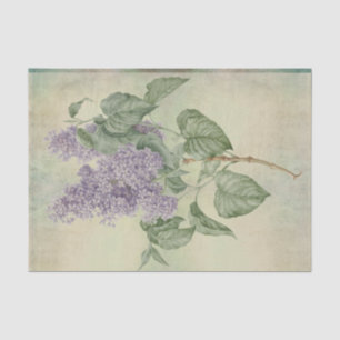 Vintag Botanischer Lila Lilac Syringa Vulgaris Seidenpapier