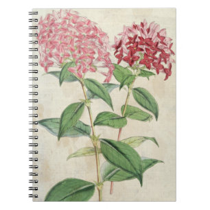 Vintag Botanischer Neuer Hybrid Bouvardias Notizblock