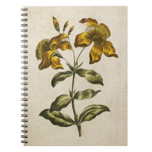 Vintag Botanisches Floral Johanniskraut Notizblock (Vorderseite)