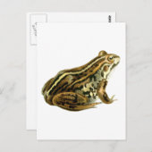 Vintag-Braunfrösche-Illustration Postkarte (Vorne/Hinten)