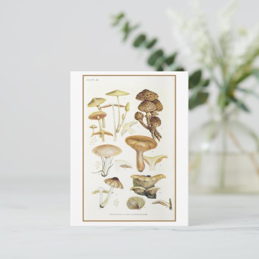 Vintag Brown Mushroom Illustration Postkarte (Stehend Vorderseite)