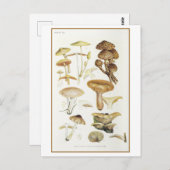 Vintag Brown Mushroom Illustration Postkarte (Vorne/Hinten)