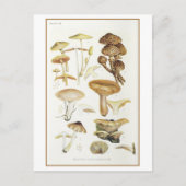 Vintag Brown Mushroom Illustration Postkarte (Vorderseite)