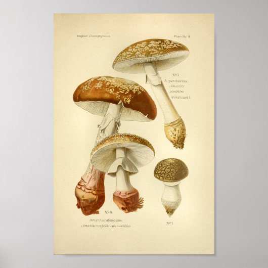 Vintag Brown Mushrooms Art Druck Französisch Poster (Vorne)