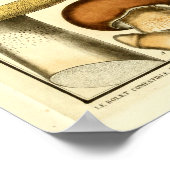 Vintag Brown Mushrooms Französische Kunst Poster (Ecke)