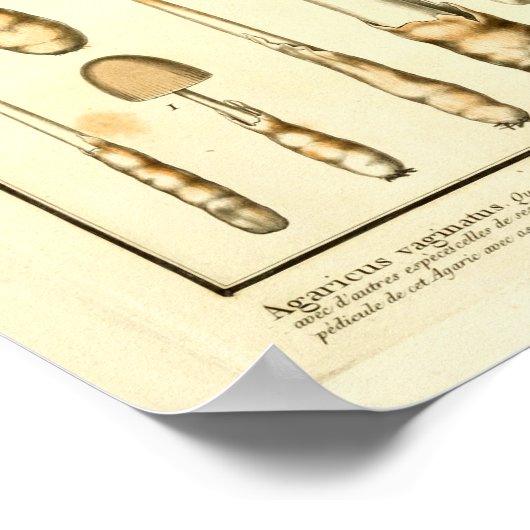 Vintag Brown Mushrooms Französische Kunst Poster (Ecke)