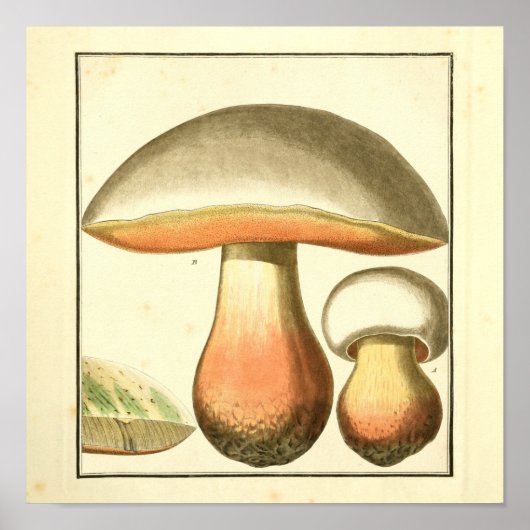 Vintag Brown Red Mushrooms Art Print Poster (Vorne)