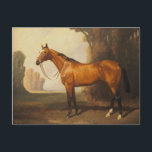 Vintag Brown Vollblutpferd Postkarte<br><div class="desc">Vintag Brown Vollblutpferd</div>