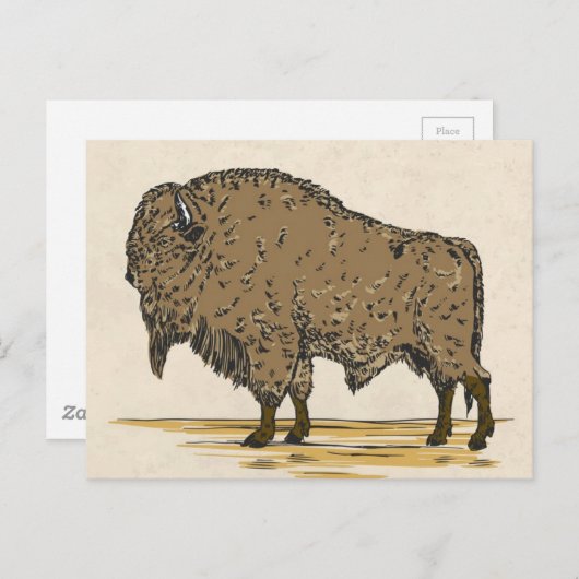 Vintag Buffalo Postkarte (Vorne/Hinten)