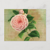 Vintag Camellia, Französisch botanisch Postkarte (Vorderseite)