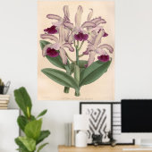 Vintag Cattleya Guttata Orchid Blume Poster (Heimbüro)