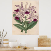 Vintag Cattleya Guttata Orchid Blume Poster (Küche)