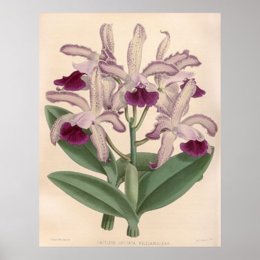 Vintag Cattleya Guttata Orchid Blume Poster (Vorne)