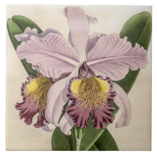Vintag Cattleya Hardyana Orchid Blume Fliese