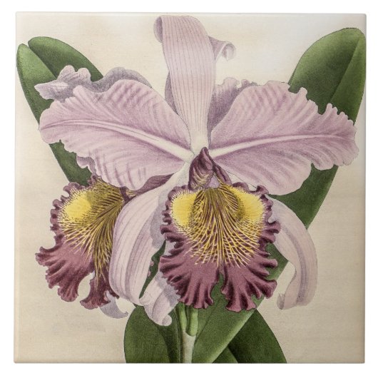 Vintag Cattleya Hardyana Orchid Blume Fliese (Vorderseite)