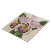 Vintag Cattleya Hardyana Orchid Blume Fliese (Seite)