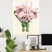 Vintag Cattleya Maxima Orchid Blume Poster (Heimbüro)