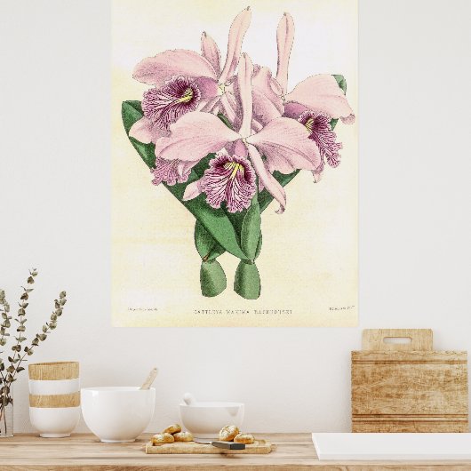 Vintag Cattleya Maxima Orchid Blume Poster (Küche)