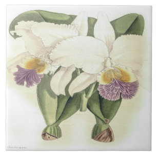 Vintag Cattleya Mendelii Bella Orchid Blume Fliese