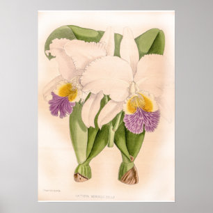 Vintag Cattleya Mendelii Bella Orchid Blume Poster