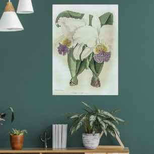 Vintag Cattleya Mendelii Bella Orchid Blume Poster