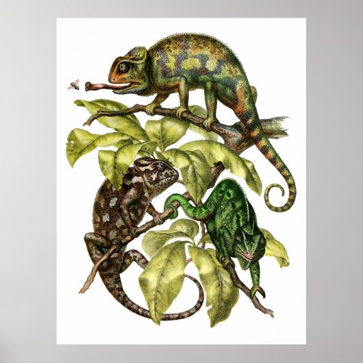 Vintag Chameleon Lizard Poster (Vorne)
