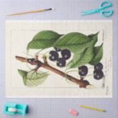 Vintag Cherries von William Henry Prestele Seidenpapier (Basteln)