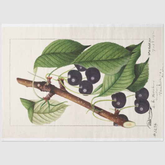 Vintag Cherries von William Henry Prestele Seidenpapier (Vorderseite)