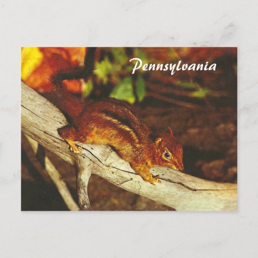 Vintag Chipmunk Postkarte (Vorderseite)