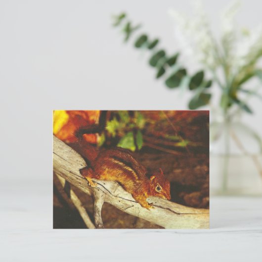 Vintag Chipmunk Postkarte (Stehend Vorderseite)