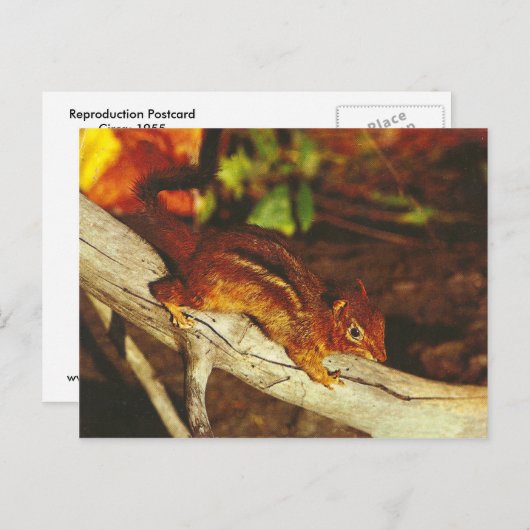 Vintag Chipmunk Postkarte (Vorne/Hinten)