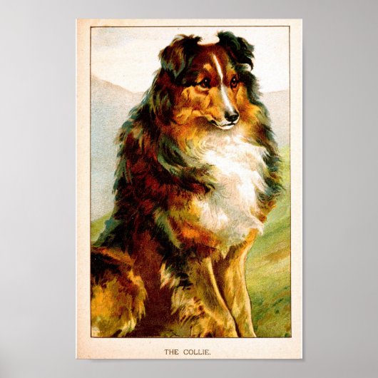 Vintag Collie Dog Poster (Vorne)