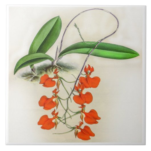 Vintag Comparettia Speciosa Orchid Blume Fliese (Vorderseite)