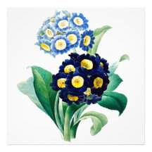 Vintag Cowslip Primrose botanisch