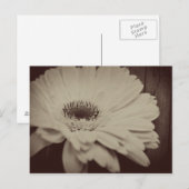 Vintag Daisy Postkarte (Vorne/Hinten)