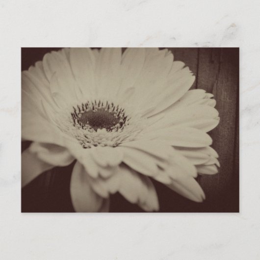 Vintag Daisy Postkarte (Vorderseite)