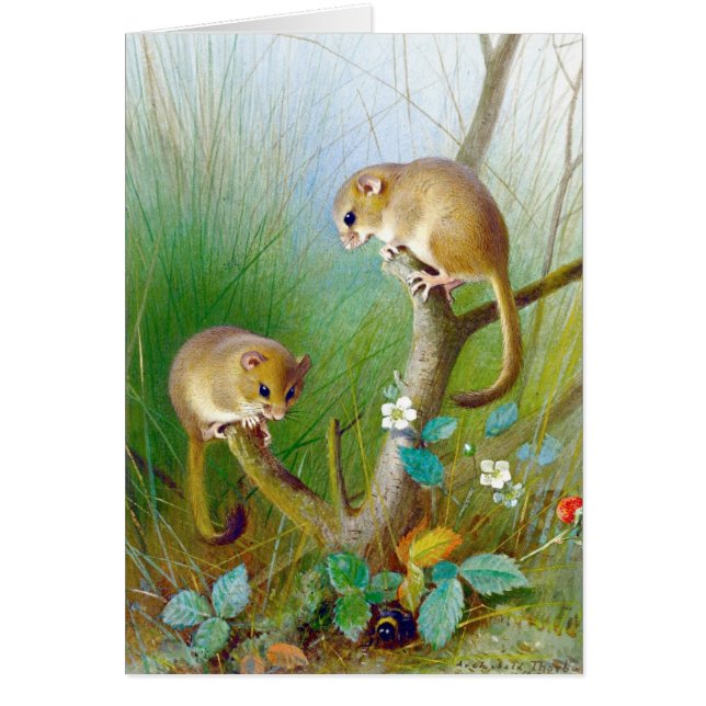 Vintag Dormice (Vorne)