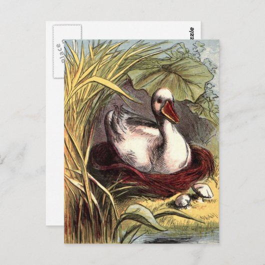 Vintag Duck Postkarte (Vorne/Hinten)