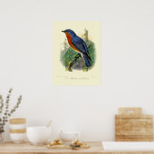 Vintag Eastern Bluebird von John Gerrard Keulemans Poster (Küche)