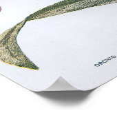 Vintag Edwardian Orchid Poster (Ecke)