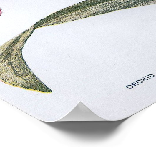 Vintag Edwardian Orchid Poster (Ecke)