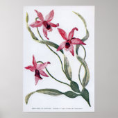 Vintag Edwardian Orchid Poster (Vorne)
