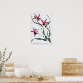 Vintag Edwardian Orchid Poster (Küche)