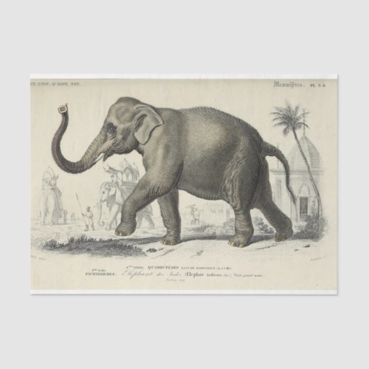 Vintag Elephant Ephemera Decoupage Französisches S Seidenpapier (Vorderseite)